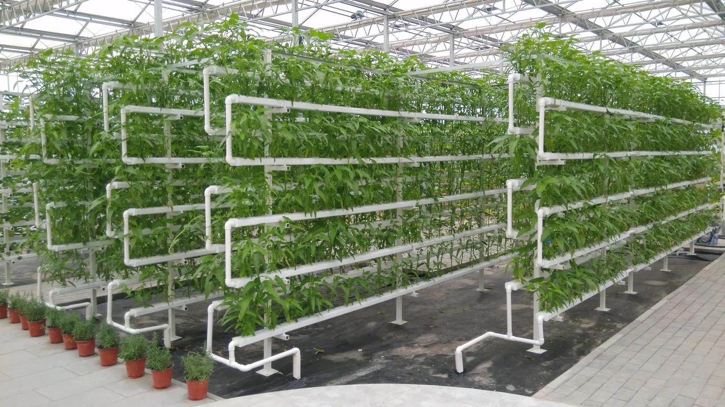 家常无土栽培蔬菜技术，怎么在家轻松上手？-图1