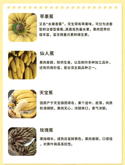 宝宝吃米蕉和香蕉,哪个更适合?-图2 宝宝吃米蕉和香蕉,哪个更适合?-图2