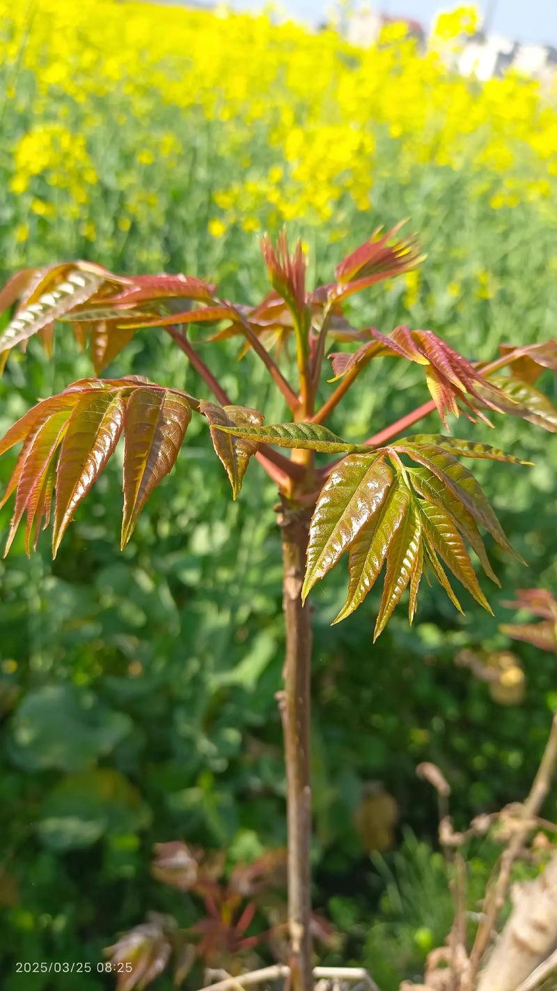 1岁宝宝能吃香椿吗？-图2