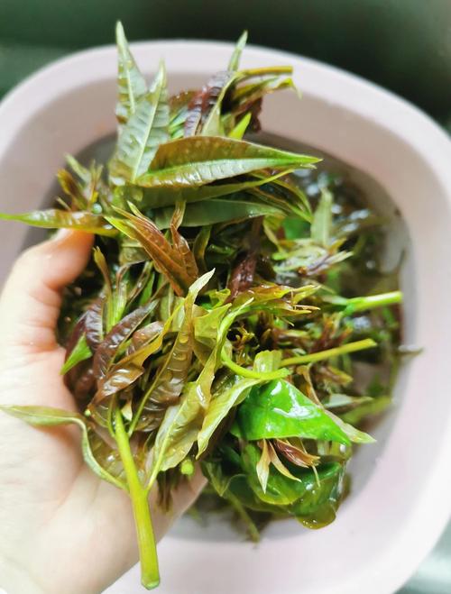 1岁宝宝能吃香椿吗？-图1