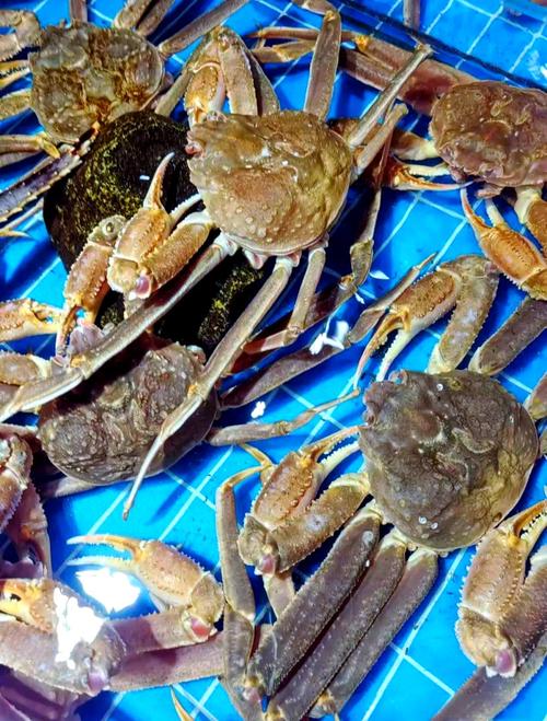 夏季都有哪些时令海鲜-图2 夏季都有哪些时令海鲜-图2