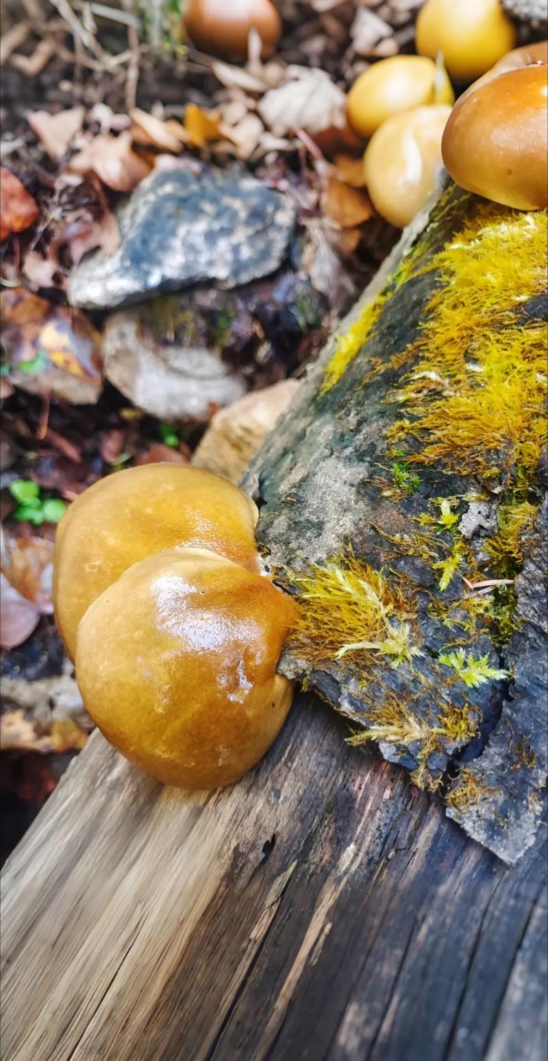 冻鲜蘑家常做法有哪些？-图2