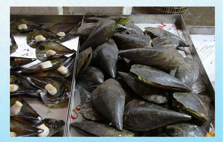 黑色贝壳海鲜有哪些品种?-图1 黑色贝壳海鲜有哪些品种?-图1