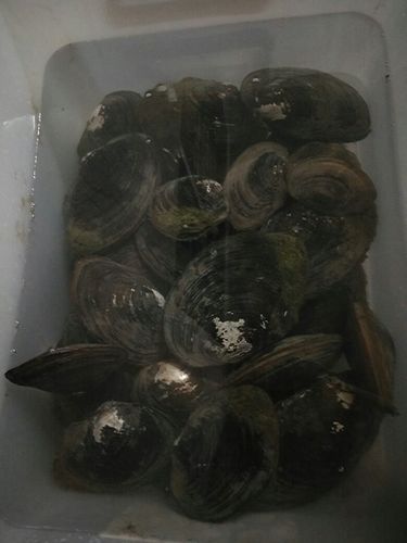 黑色贝壳海鲜有哪些品种?-图3 黑色贝壳海鲜有哪些品种?-图3