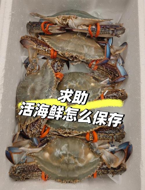 夏天贝壳海鲜怎么储存才保鲜？-图2