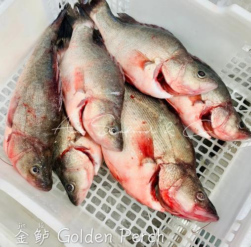 红色海鲜清蒸时,为何是最佳做法?-图2 红色海鲜清蒸时,为何是最佳做法?-图2