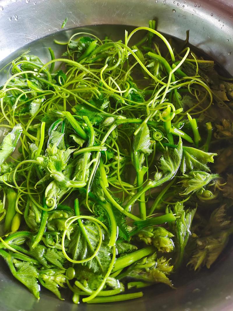 南瓜藤怎么做？家常做法有哪些？-图3