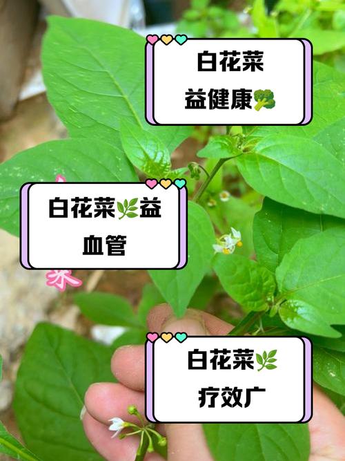 白花菜怎么做？家常做法大全-图2