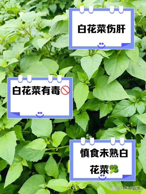 白花菜怎么做？家常做法大全-图3
