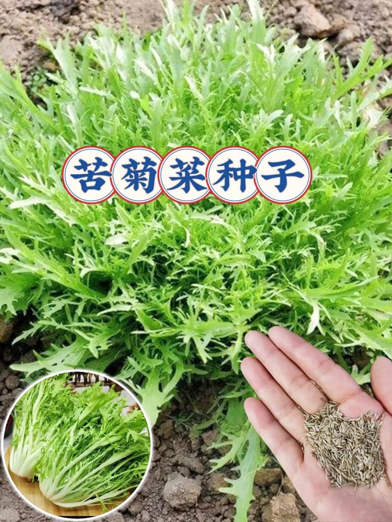 宝宝辅食能吃苦菊吗？-图2