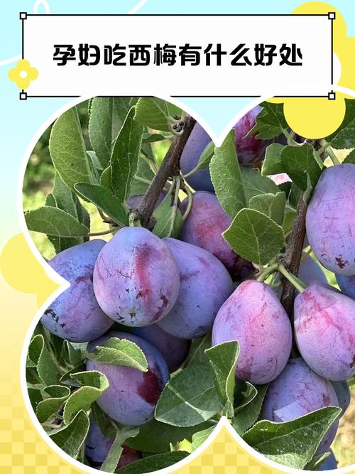 西梅海鲜同食会中毒吗？-图2