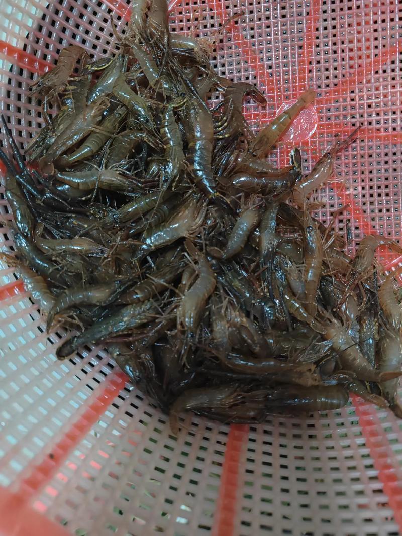 河虾海鲜同食会中毒吗？-图2