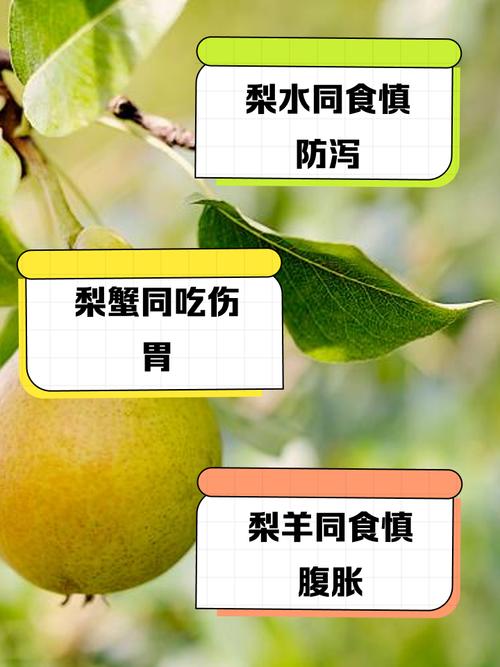 海鲜梨同食会中毒吗？-图2