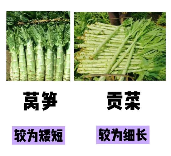莴苣和海鲜同食会中毒吗？-图3