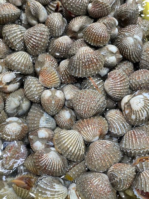 长得像B的贝类海鲜是什么？-图2