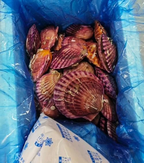 长得像B的贝类海鲜是什么？-图3