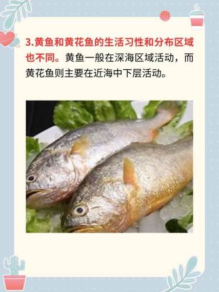 小黄鱼和带鱼算海鲜吗？-图1