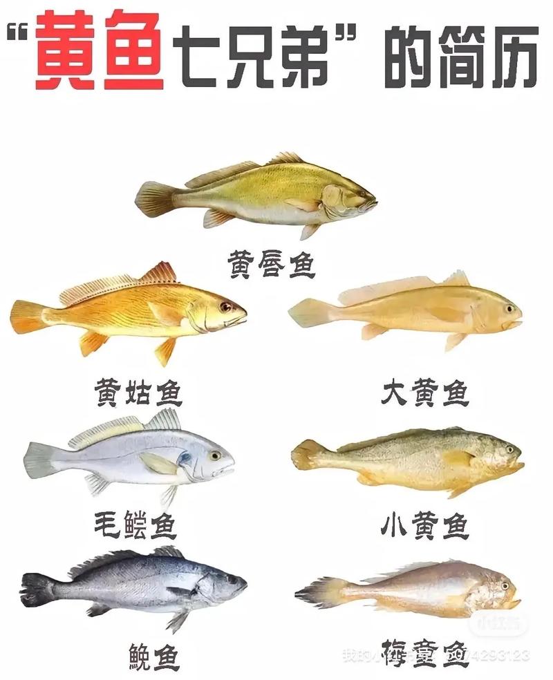 小黄鱼和带鱼算海鲜吗？-图2